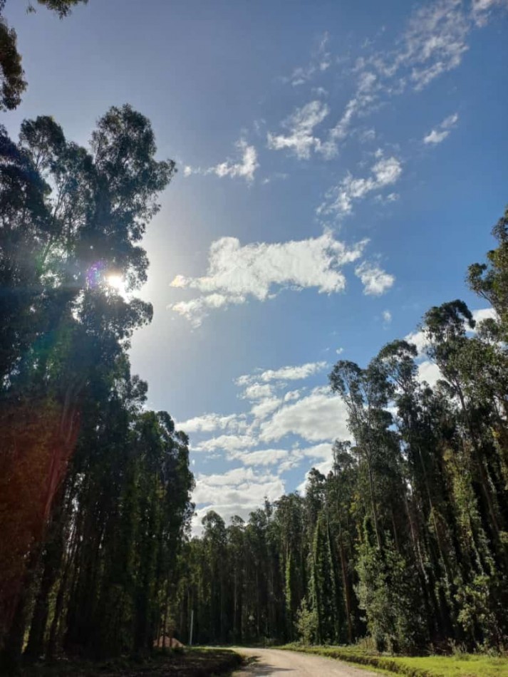 LOTES EN TIPANTU de 1000 metros .